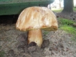 podgrzybek-1.jpg